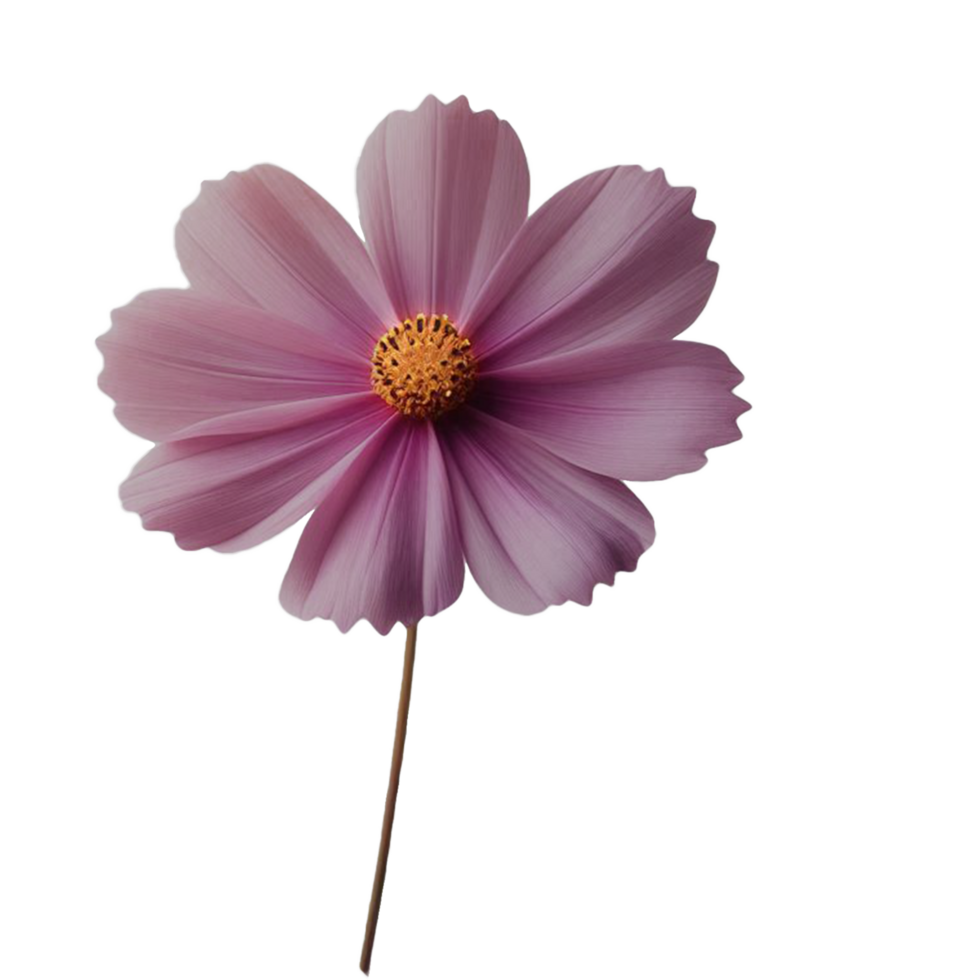 cosmos flower transparent background png