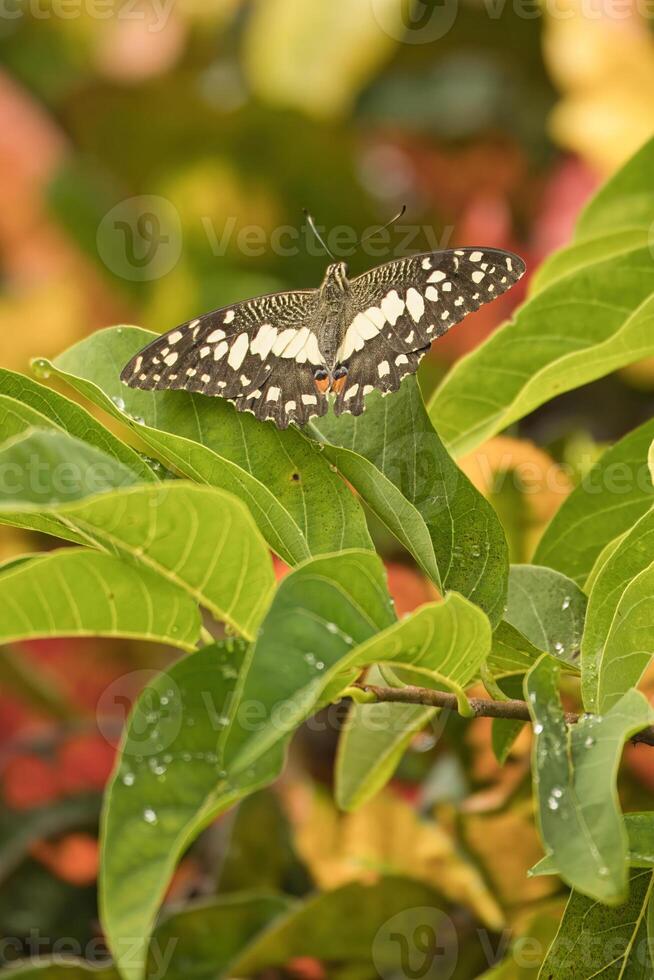 Single butterfly on custard apple leaf in garden, Mahe Seychelles photo