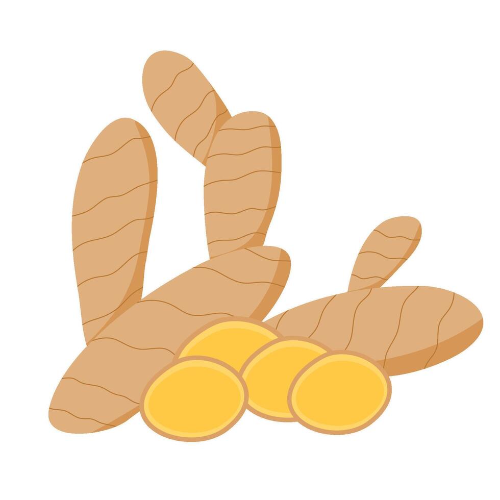 A ginger herb vector