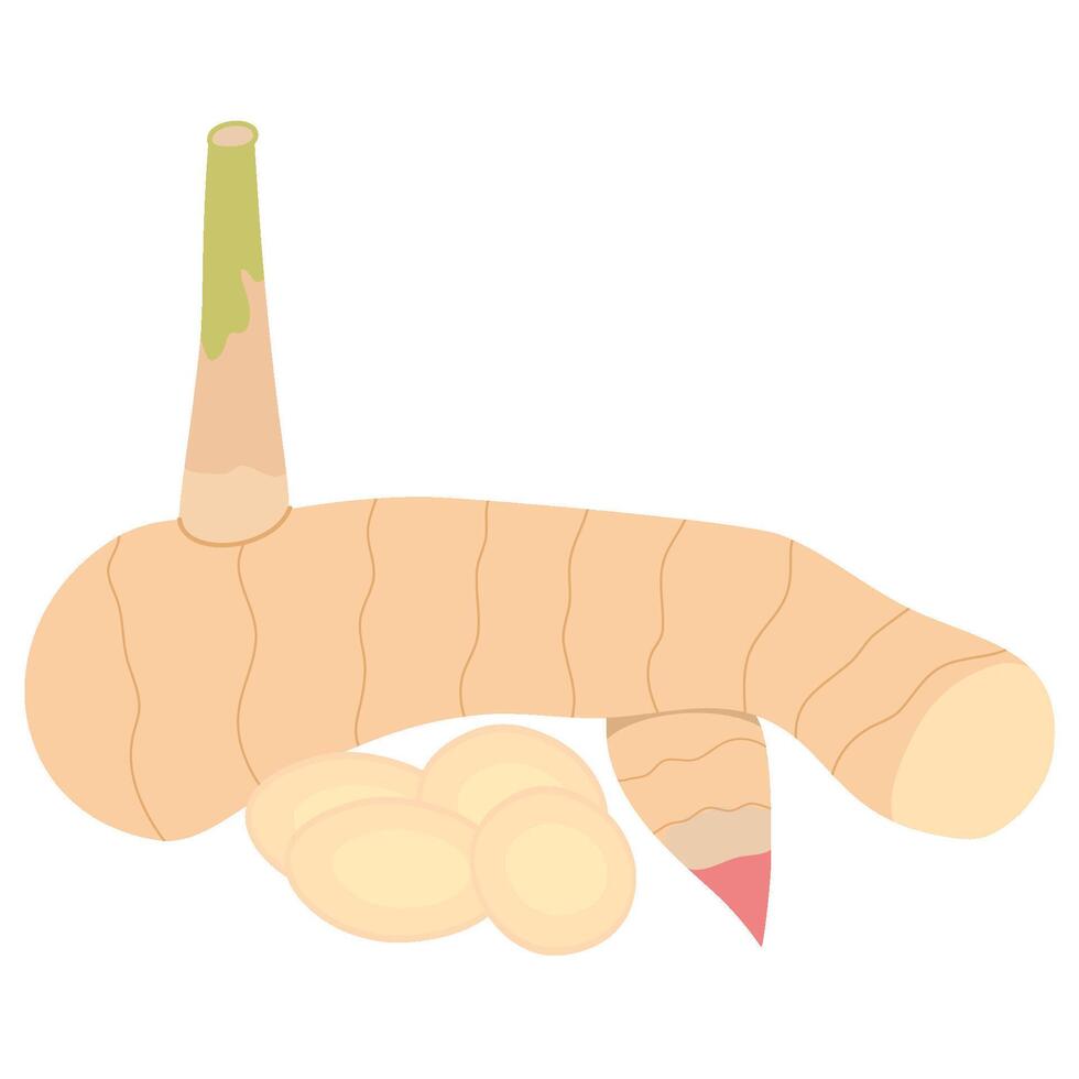Galangal herb cuisine vector