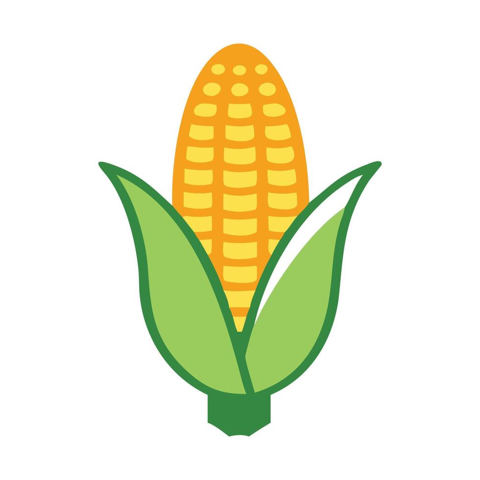 Fresh Corn on the Cob Illustration vector