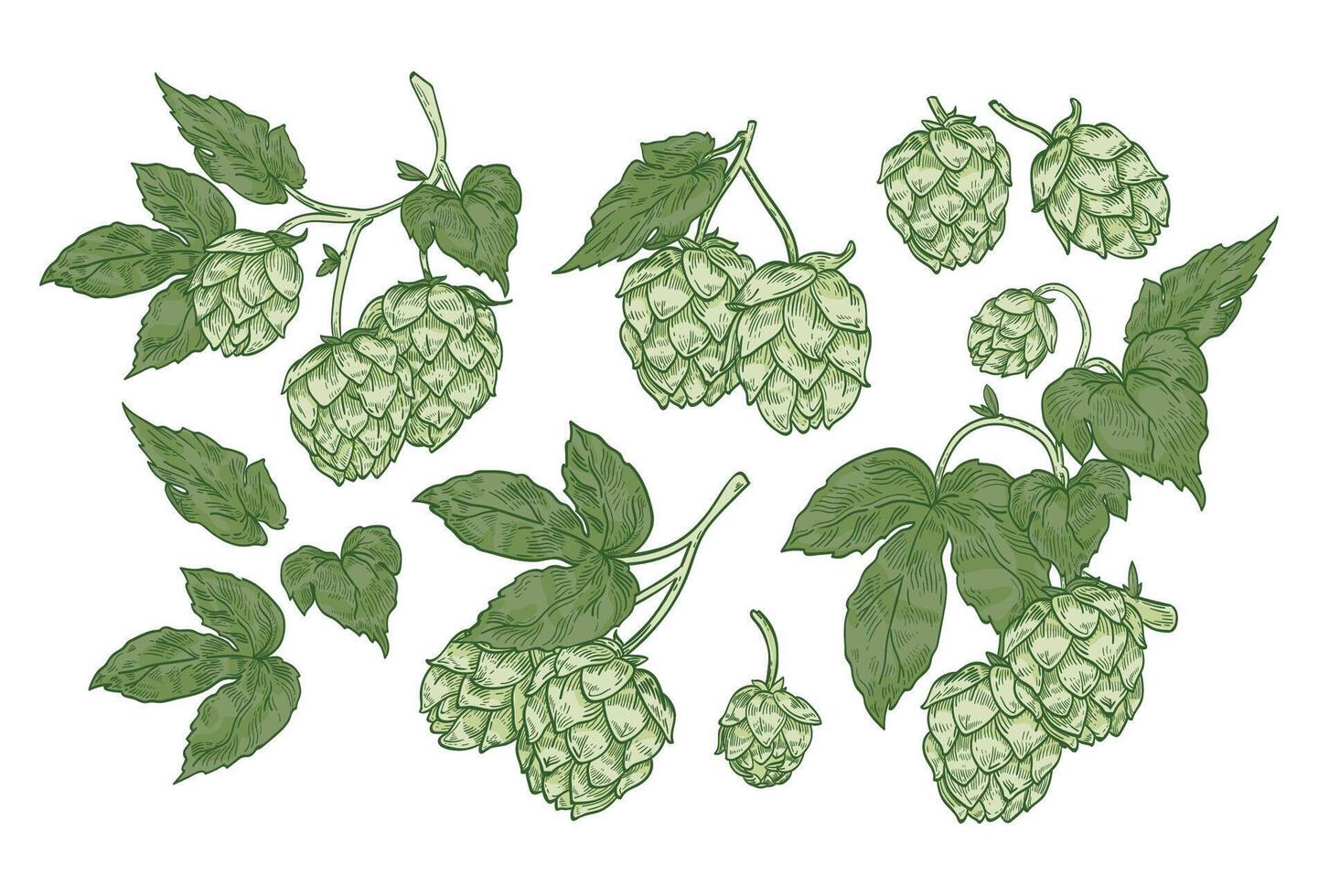 Collection of elegant botanical drawings of hop parts. Set of flowers and leaves of plant cultivated for beer brewing isolated on white background. illustration in vintage engraving style. vector