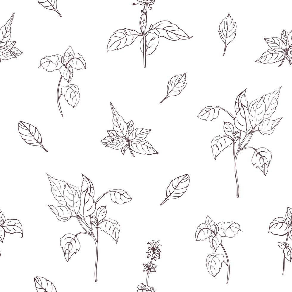 Elegant natural seamless pattern with basil leaves hand drawn with contour lines on white background. Backdrop with aromatic herb. Botanical illustration for textile print, wrapping paper. vector
