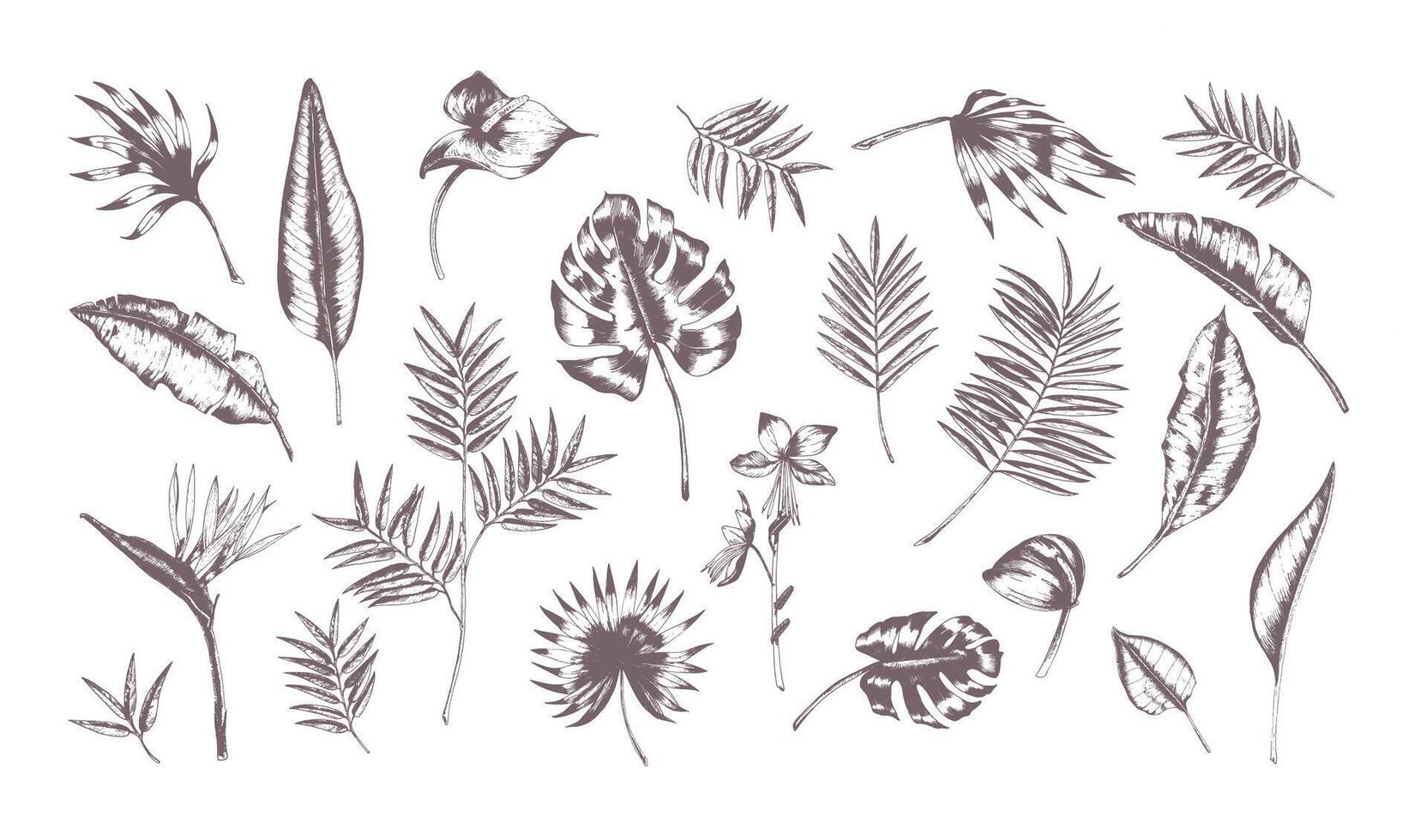 Set of exotic leaves of different plants hand drawn with contour lines on white background. Collection of tropical foliage of various size and shape. Monochrome realistic illustration. vector
