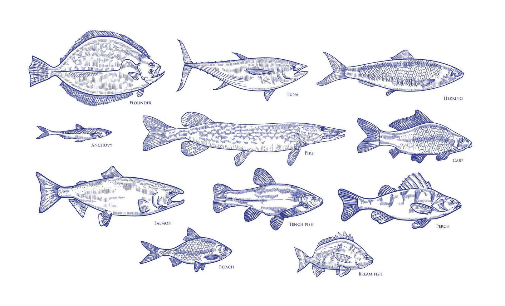 Collection of fish hand drawn with blue contour lines on white background. Bundle underwater animals or creatures living in sea and ocean. Monochrome illustration in vintage etching style. vector