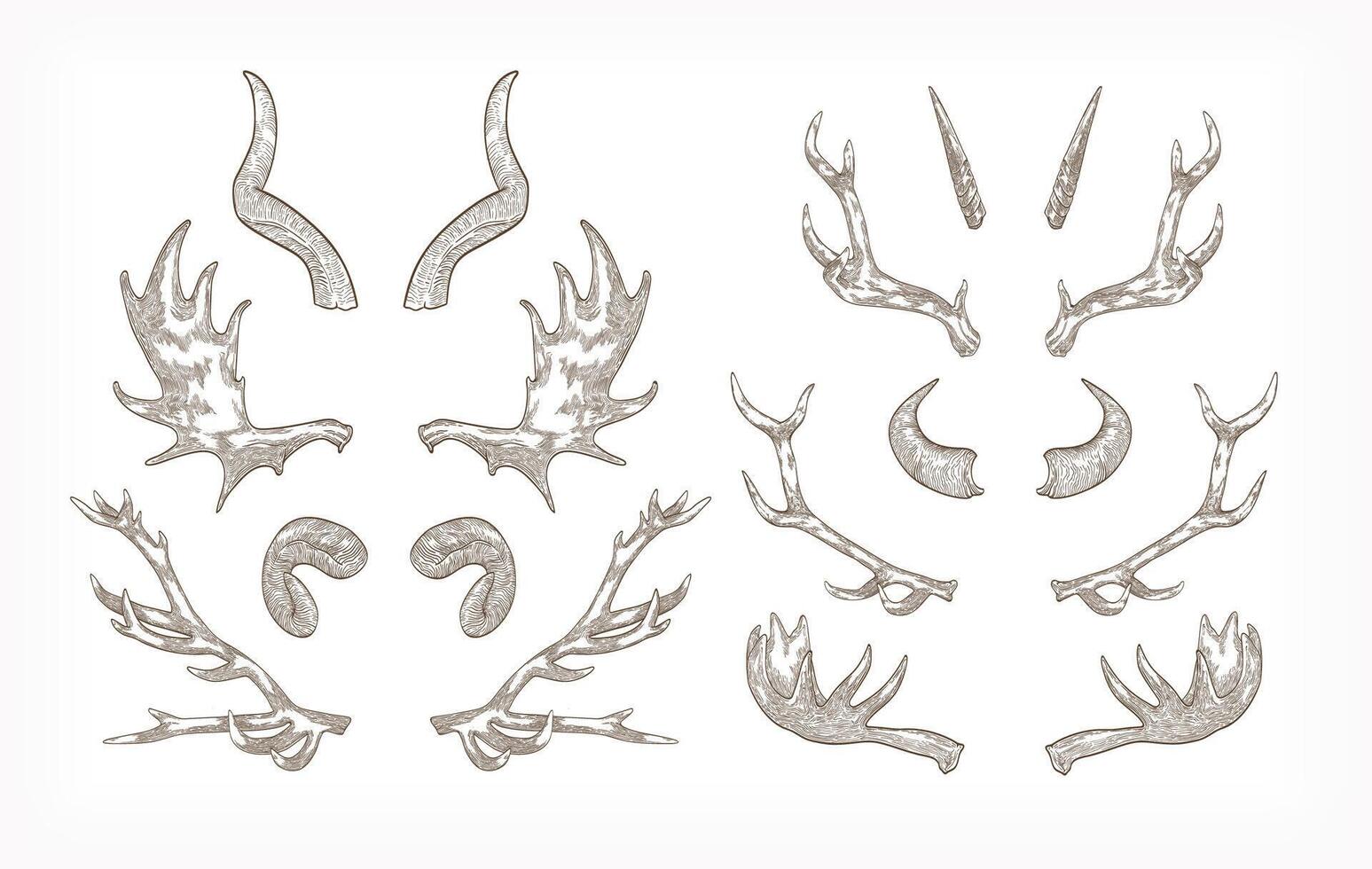 Collection of horns of various animals isolated on white background - ram, mountain goat tur, antelope, elk, bull. Monochrome illustration hand drawn in elegant vintage engraving style. vector