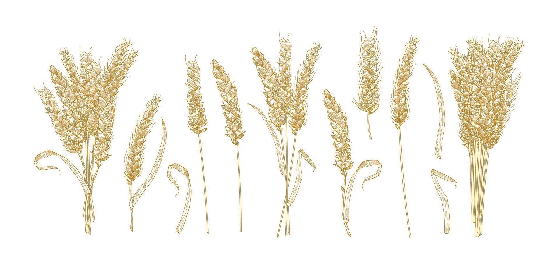 Collection of drawings of wheat ears isolated on white background. Set of hand drawn parts of cultivated cereal plant, natural decorative design elements. illustration in elegant vintage style. vector