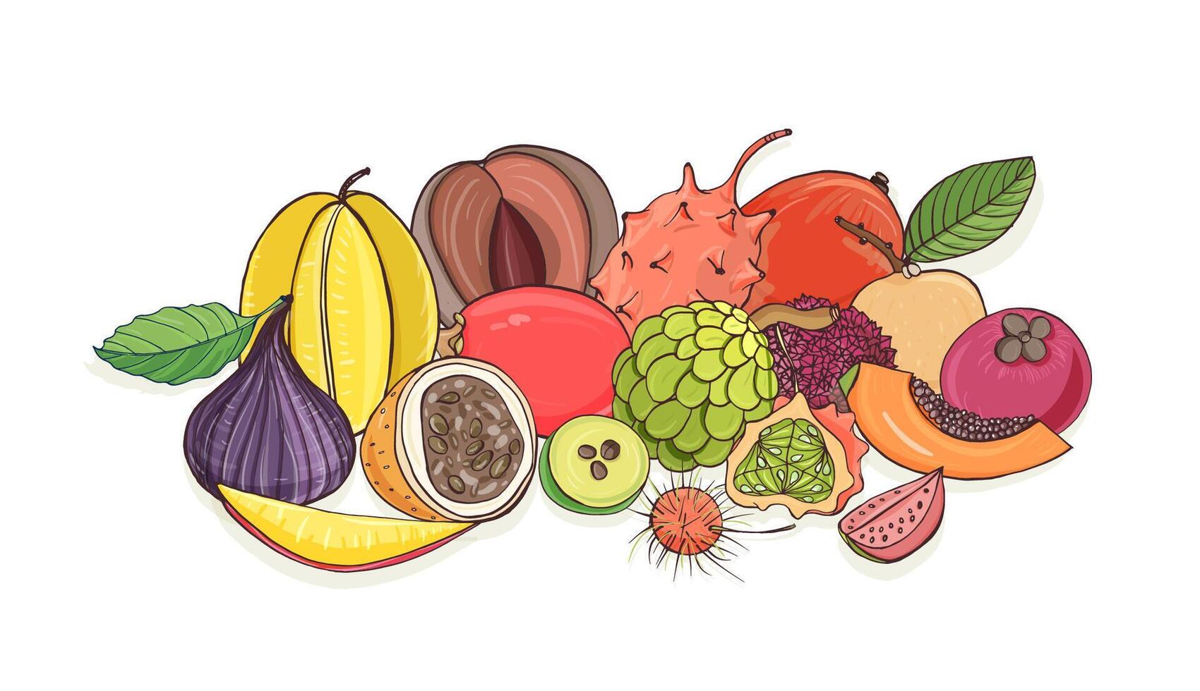 Ripe juicy tropical fruits lying together isolated on white background - tamarillo, passion fruit, mentega, fig, carambola, feijoa, papaya, longan, rambutan. Colorful hand draw illustration. vector