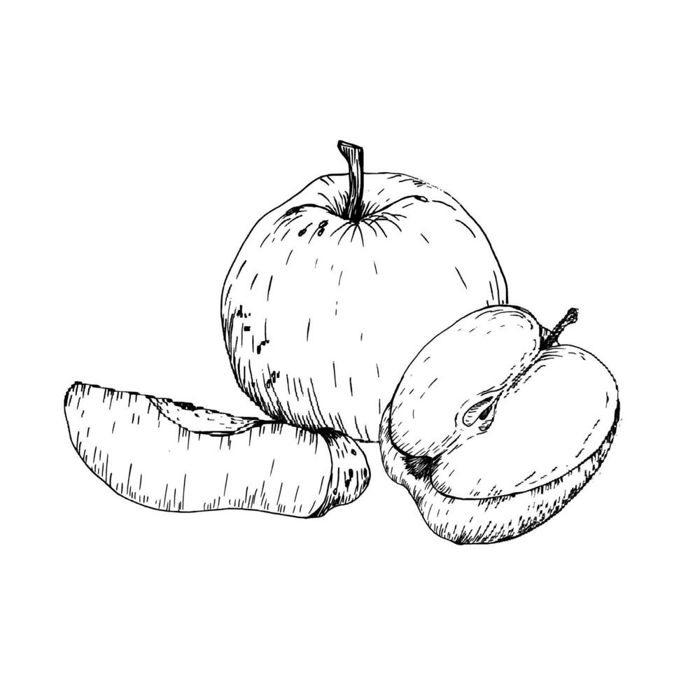 Ink apple fruit, half piece and slice hand drawn graphics. healthy food sketch, engraving vegetarian eating composition for seasonal cafe menu, market, shop design. Kitchen and home decor vector