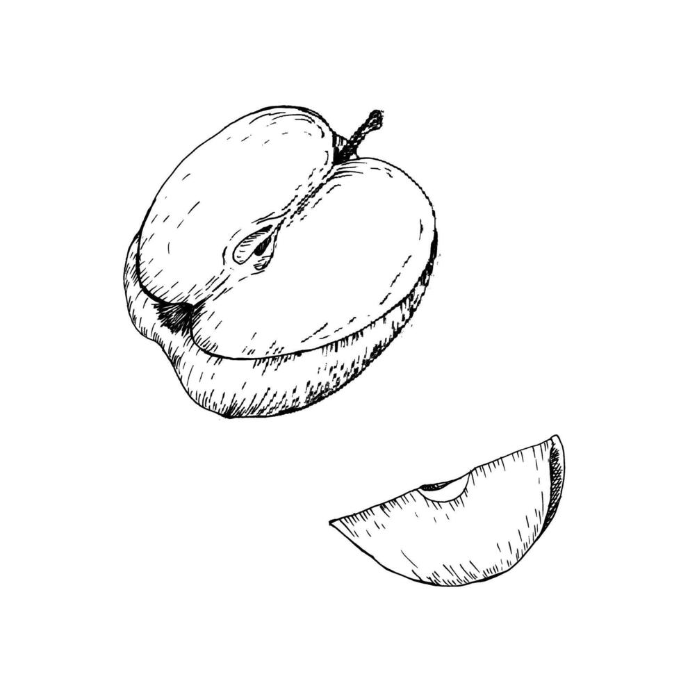 Fresh apple half piece and slice ink graphics. Hand drawn harvest season food, healthy vegetarian eating sketch in line art style for seasonal label, market logo, web, kitchen textile design vector
