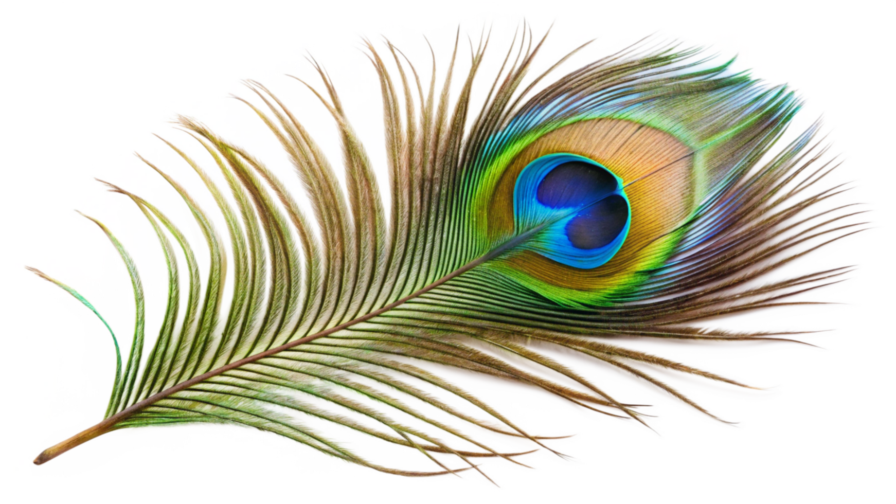Simple peacock feather isolated on transparent background png