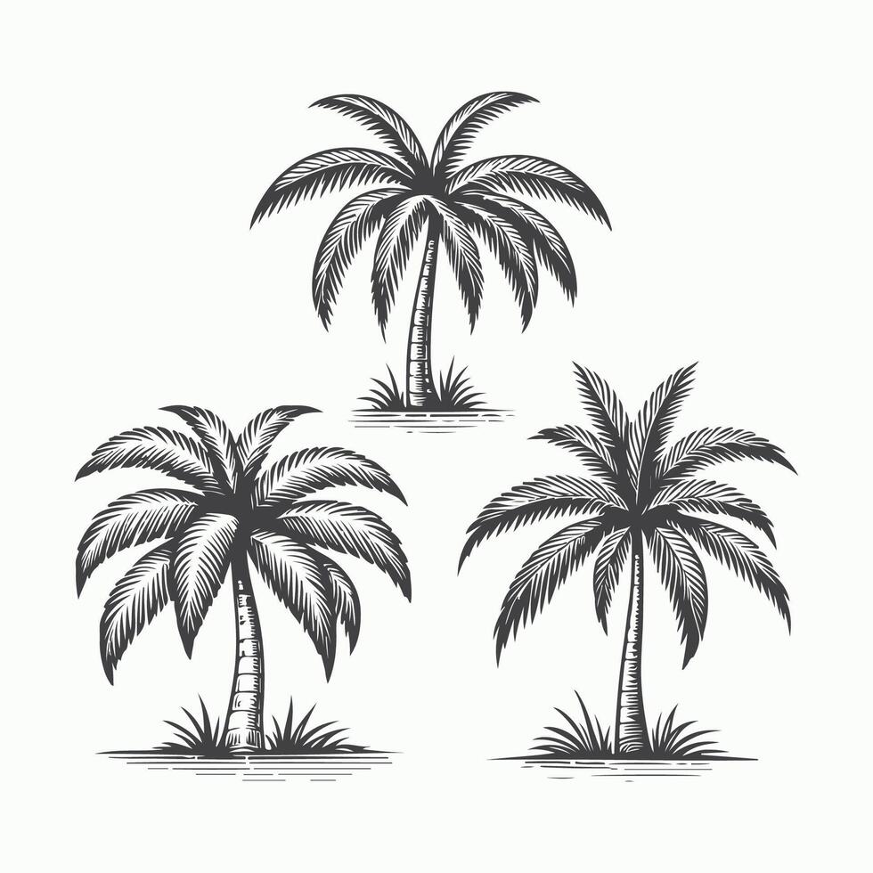 Elegant Palm Tree Illustration Set vector