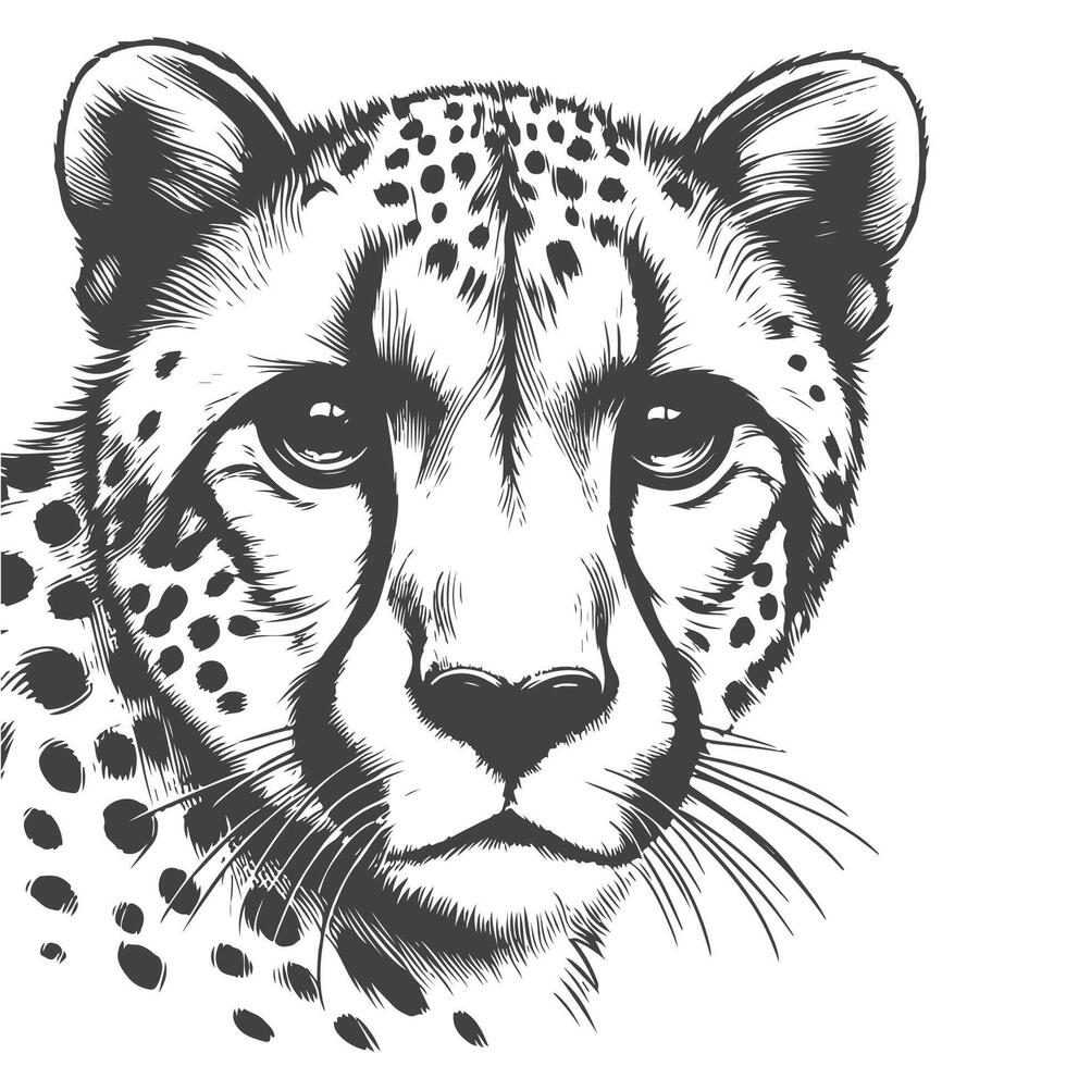 Dynamic Cheetah Face Sketch Illustration Graceful and Detailed Wild Cat Art vector