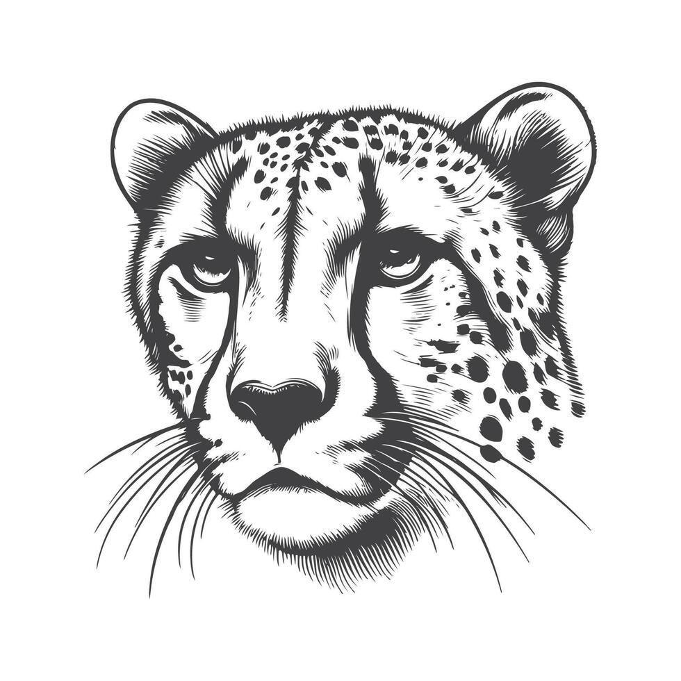 Swift Cheetah Face Sketch Iconic and Agile Wild Animal Illustration vector