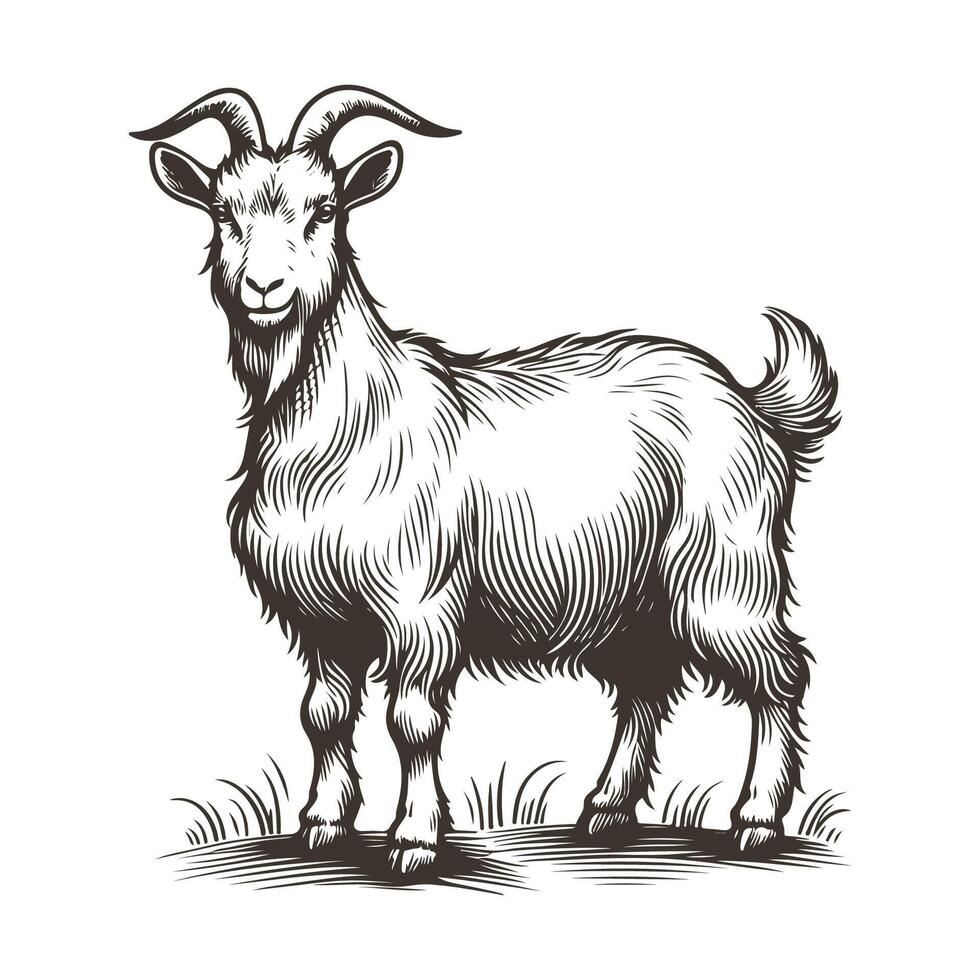 Elegant Goat Drawing in Detailed Line Art vector