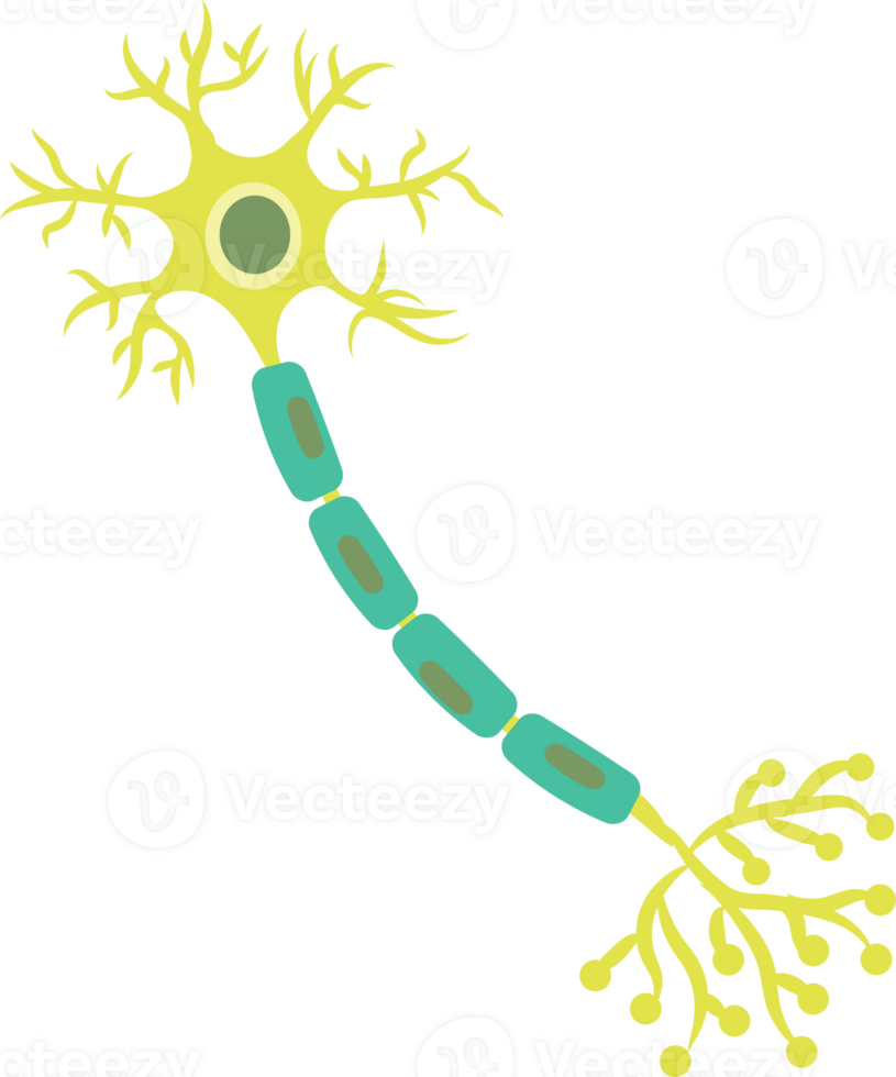 nerve cell, dendritic cell icon png