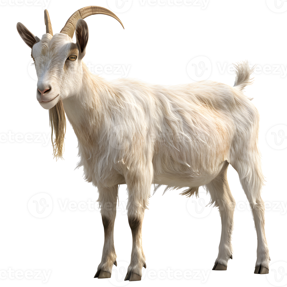 White goat isolated on transparent background png