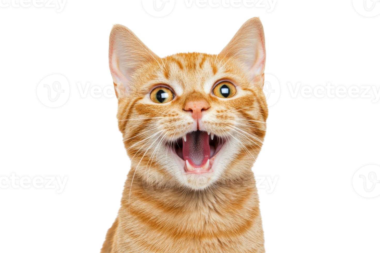 Surprised ginger cat with open mouth png
