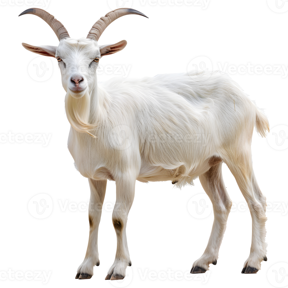 White goat isolated on transparent background png