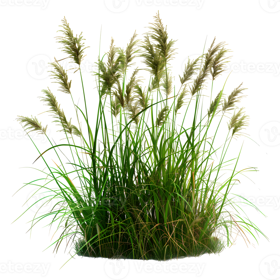 A group Grass isolated on transparent background png