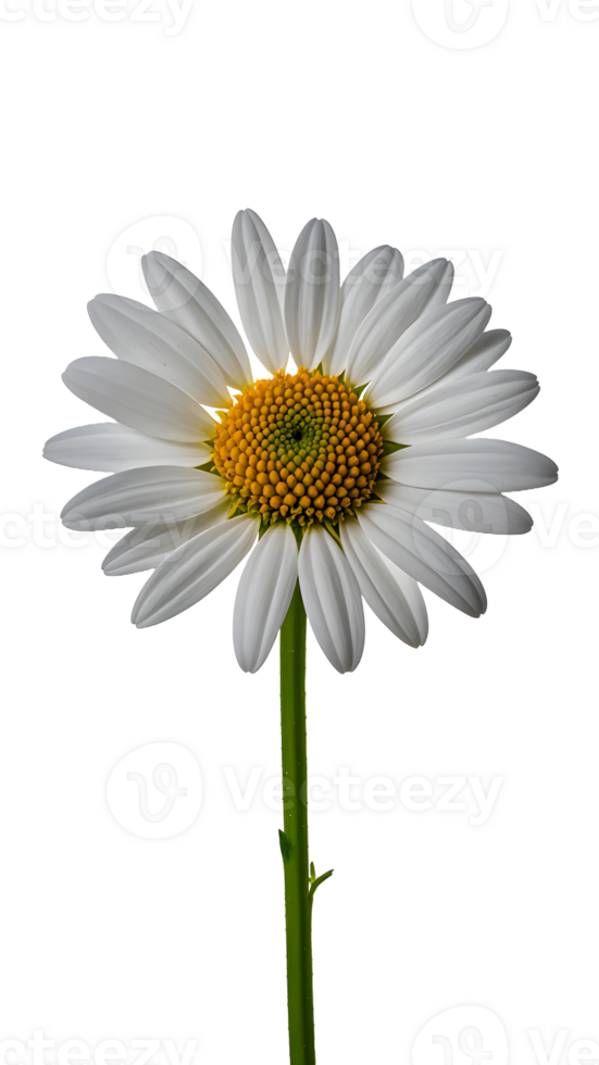 Daisy flower isolated png