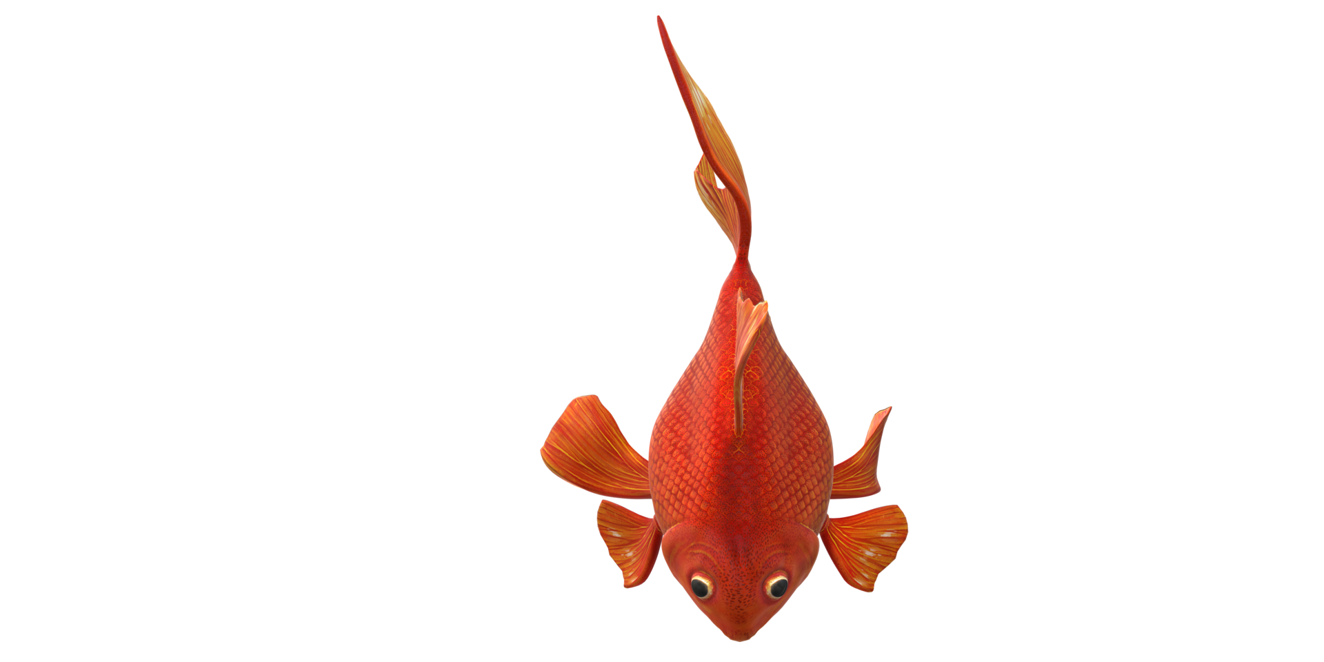 Floating Goldfish isolated on a Transparent Background png