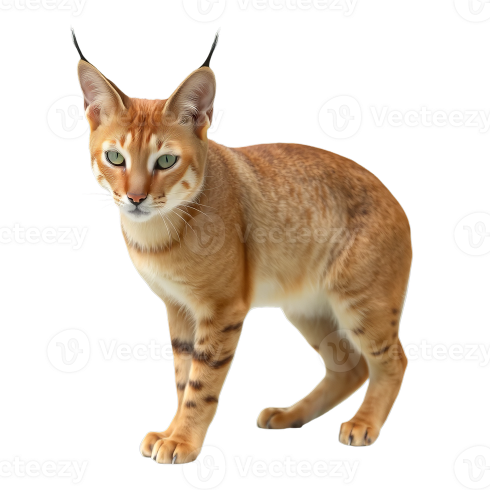 Beautiful Caracal cat png