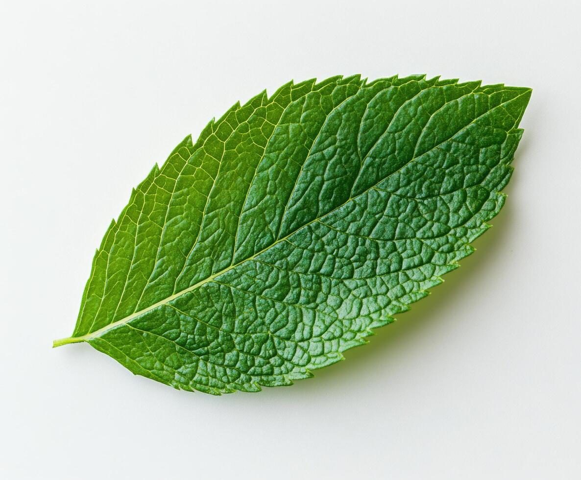 A fresh green leaf with intricate texture resting on a light surface in natural light photo