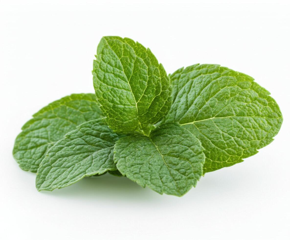 A fresh green leaf with intricate texture resting on a light surface in natural light photo
