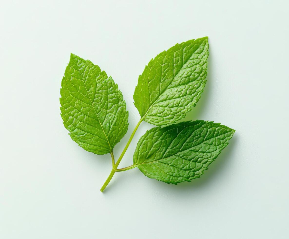 A fresh green leaf with intricate texture resting on a light surface in natural light photo