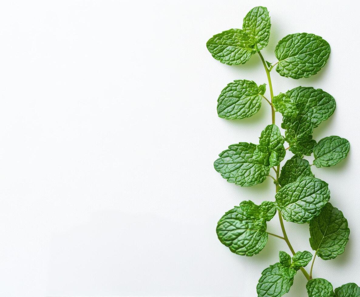 Fresh mint leaves arranged beautifully on a light background showcasing vibrant green hues photo