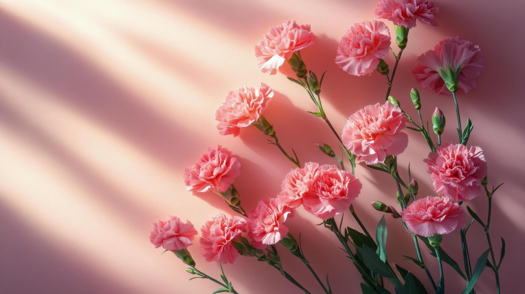 A bouquet of pink carnations against a soft pink background with beautiful shadow patterns photo