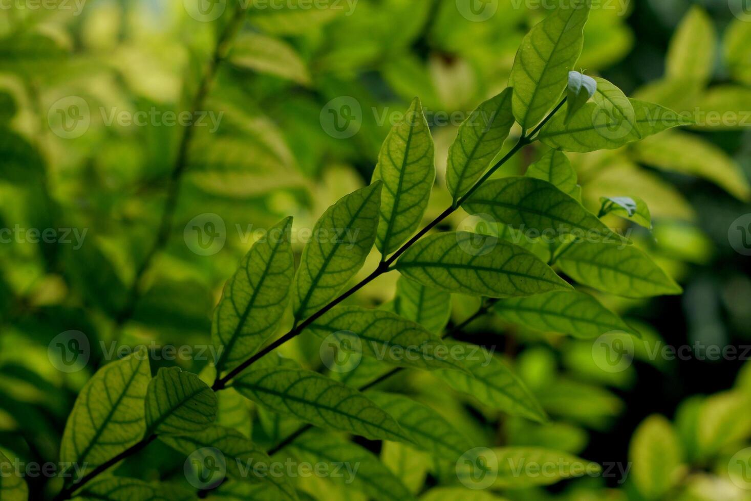 The background of light and dark green leaves blends with nature, looking comfortable to the eyes. photo
