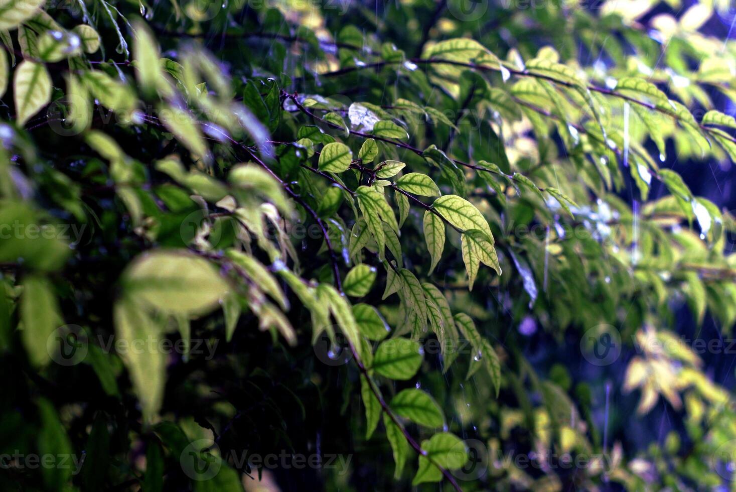 The leaves of the jasmine tree are being rained on. photo