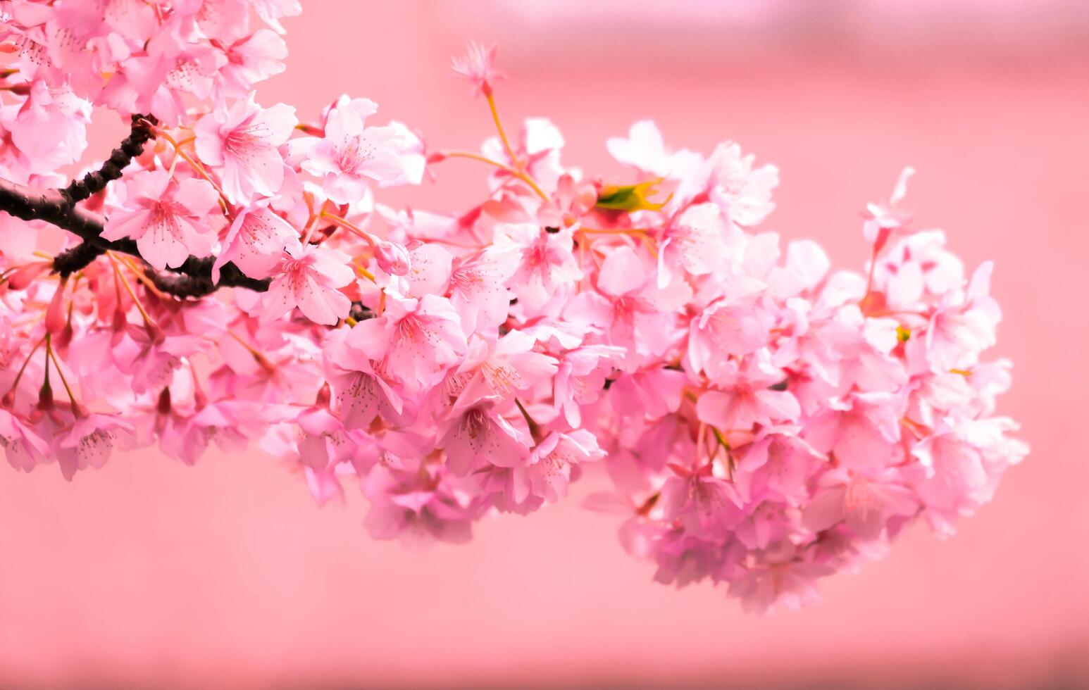 Soft focus of Beautiful cherry blossom with fading into pastel pink sakura flower,full bloom a spring season in japan photo
