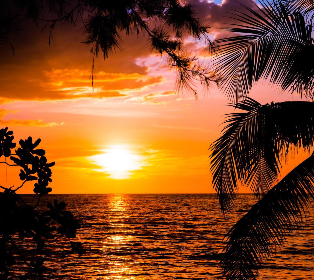 Beautiful sunset over the sea.with palm tree ,sky on twilight time and reflection on the sea for travel in holiday relax time photo