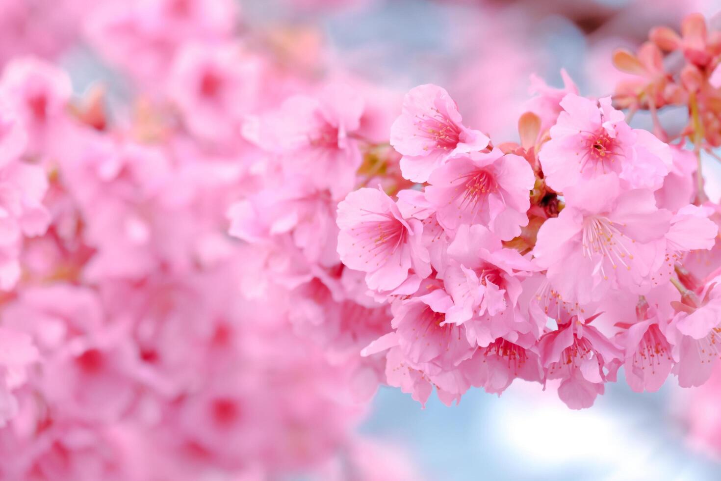 Soft focus,Cherry Blossom or Sakura flower on nature blur background in the morning a spring day photo