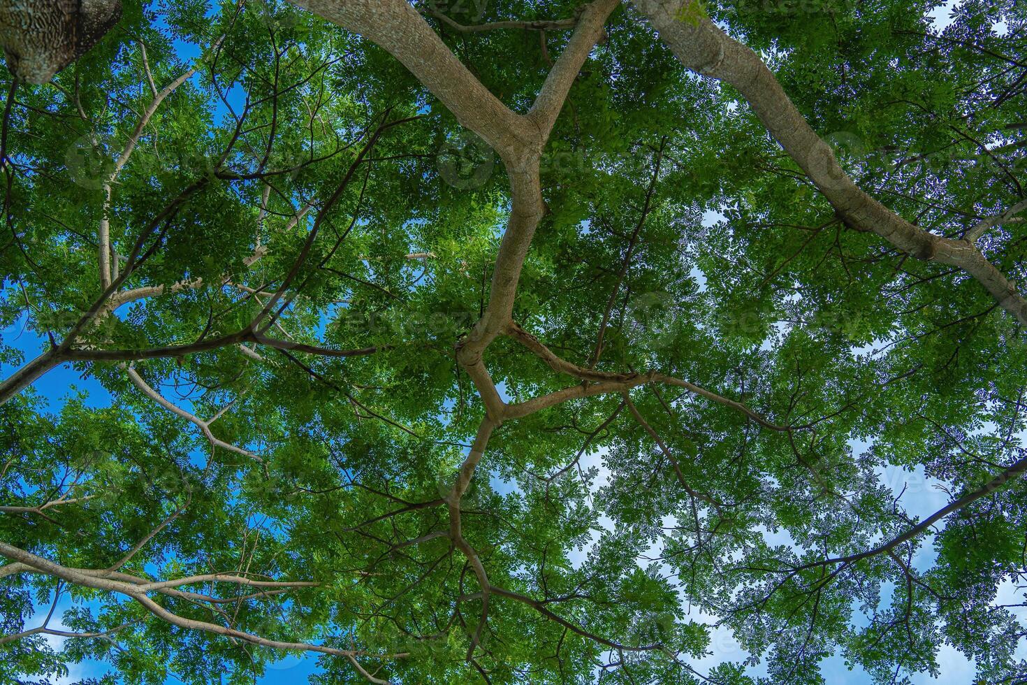View of the tops of the pine trees in winter forest from the ground. Bottom View Wide Angle Background. photo