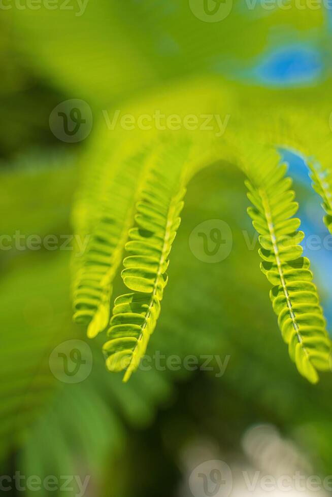 Close up leaves of Summer Poinciana phoenix. That is a flowering plant species live in the tropics or subtropics. Red Flame Tree Flower, Royal Poinciana photo