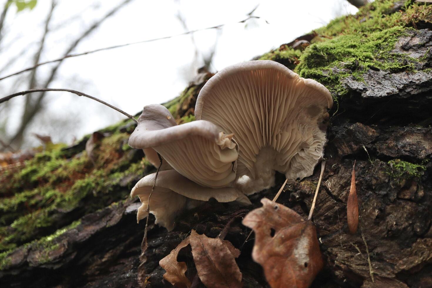 oyster mushrooms in the autumn forest, moss in the woods photo