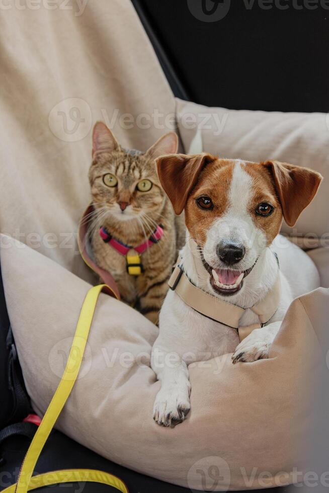 A joyful dog and a curious cat relaxing together in a cozy car seat during a road trip photo