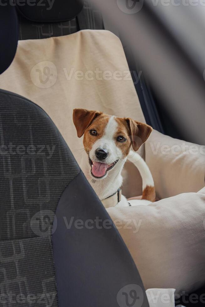 Happy dog enjoying a ride in the car on a sunny day, looking back at the camera photo