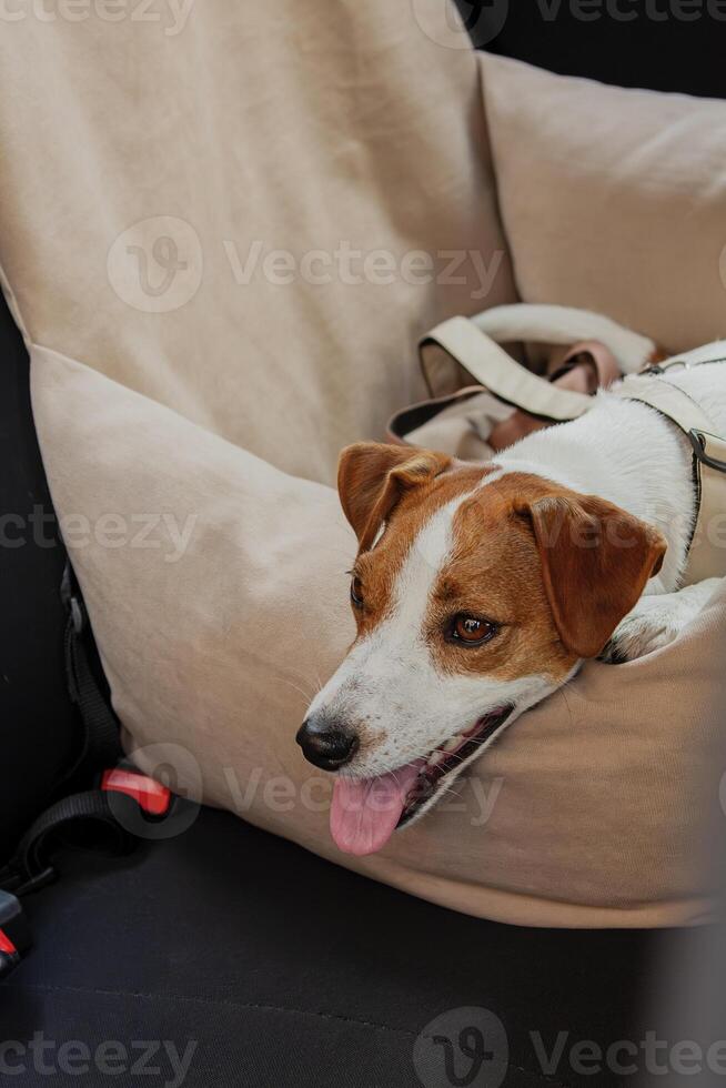 A relaxed dog enjoying a car ride in a safe travel seat during a sunny afternoon photo