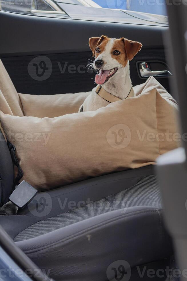 A happy dog relaxing in a car seat with cushions on a sunny day photo
