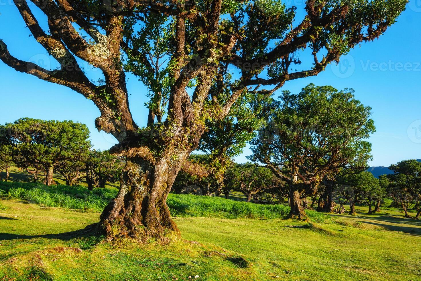 Fanal forest trees on Madeira island, Portugal photo