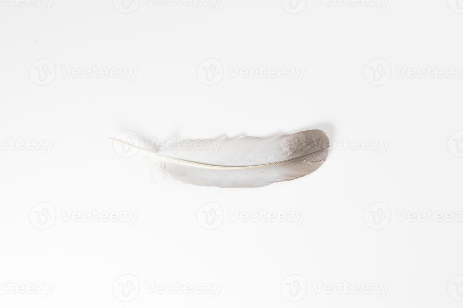 Beautiful feather on white background, natural bird feathers isolated on a white background, Single feather isolated on a light background. photo