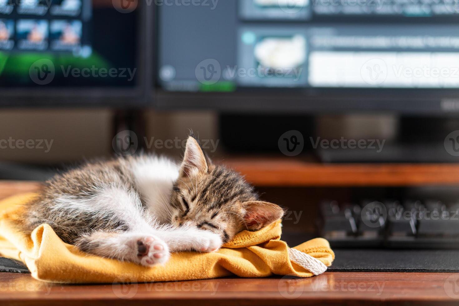 Adorable Kitten Sleeping on Desk Near Computer Screens photo