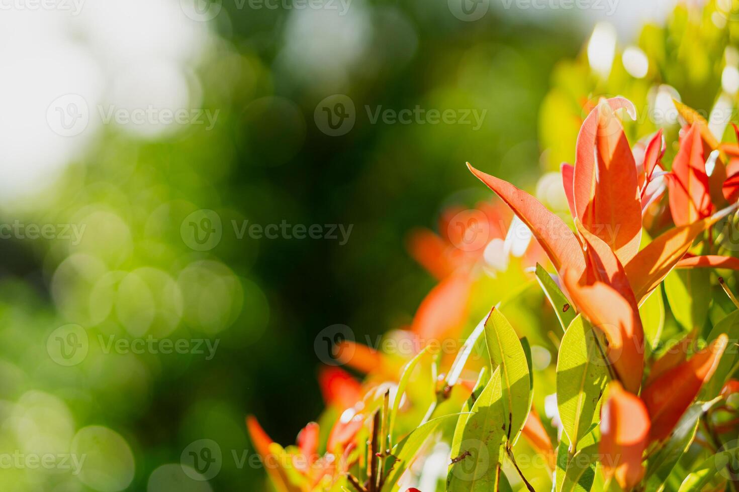 Vibrant Foliage with Sunlight and Bokeh Background in Nature photo