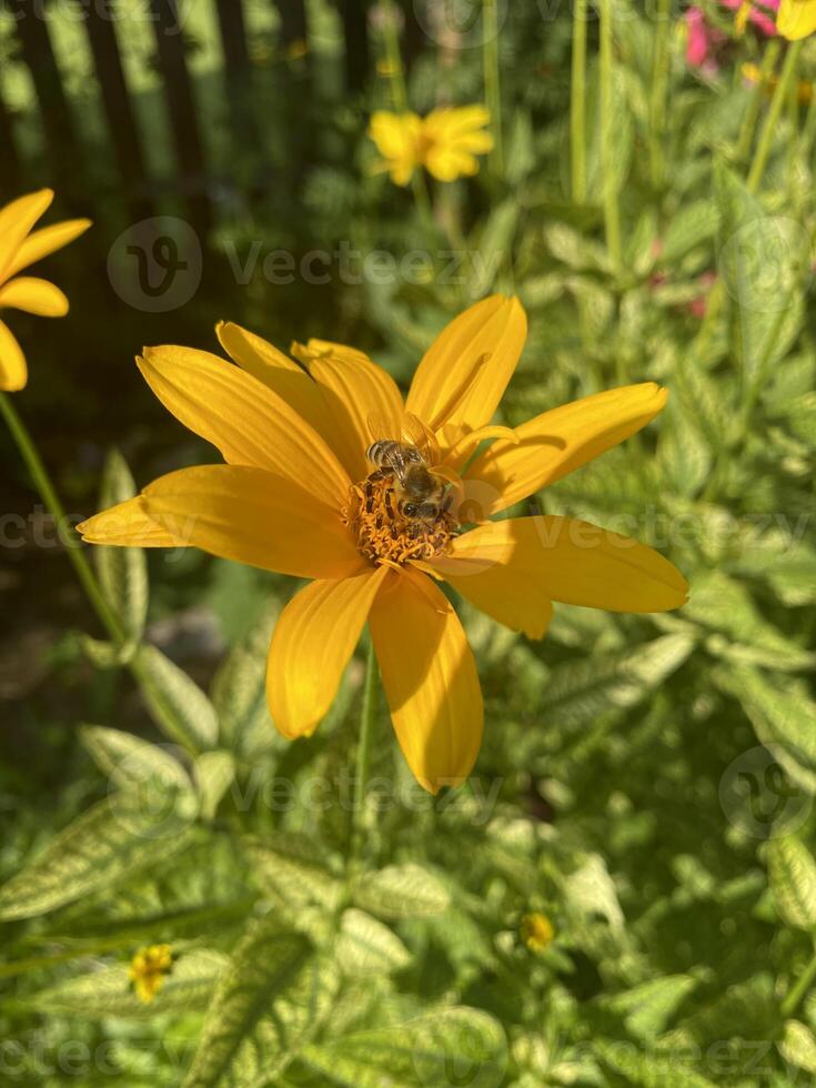 A bee sits on a heliopsis flower in a garden, collecting nectar photo