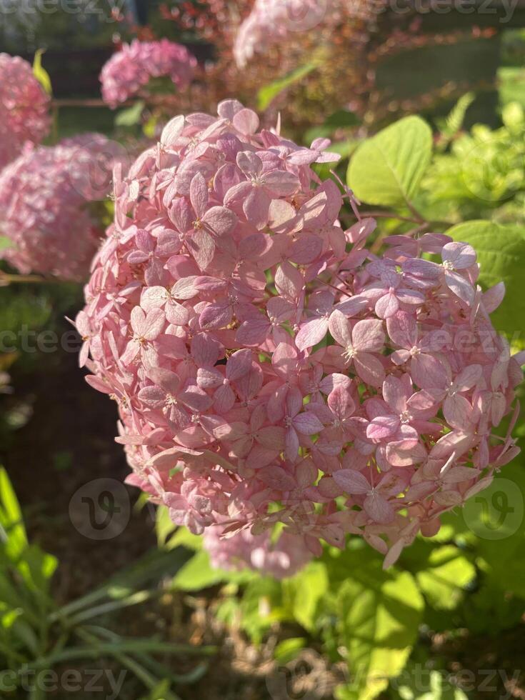 A close-up of a pink hydrangea blossom in sunlight in a garden. photo